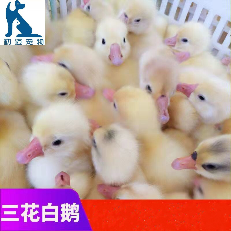 白鹅三花鹅苗白鹅苗家养土鹅仔活体百子鹅潮汕鹅批发网红大白鹅速长三