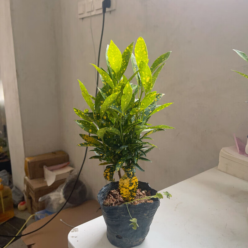 洒金木黄金万两盆栽花卉植物室外阳台庭院变叶木七彩变色招财 黄金木