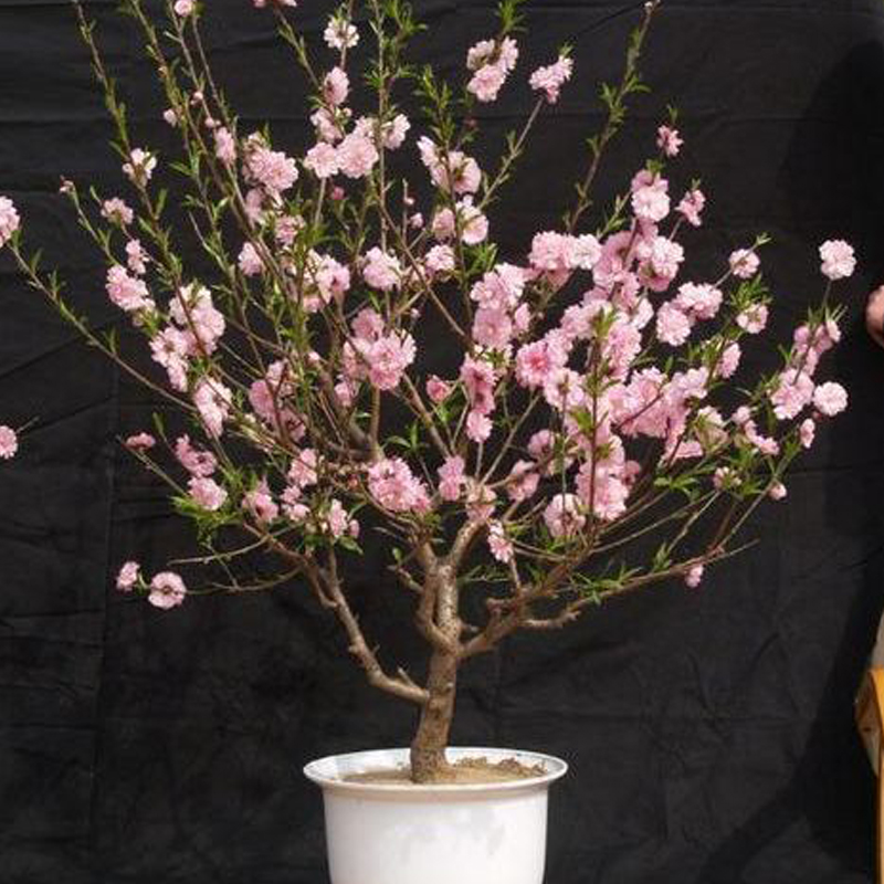 重瓣寿星桃树苗盆栽盆景带花苞花卉绿植物室内庭院阳台四季树好养 1