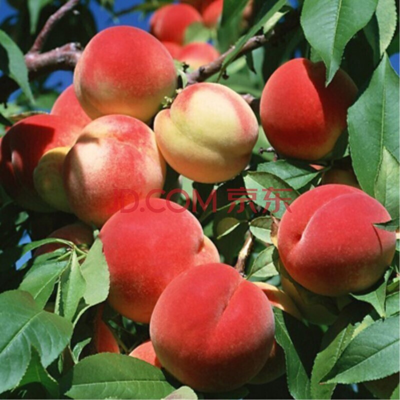 桃树树苗 嫁接桃树苗特大新品种桃苗早熟晚熟地栽盆栽南方北方种植