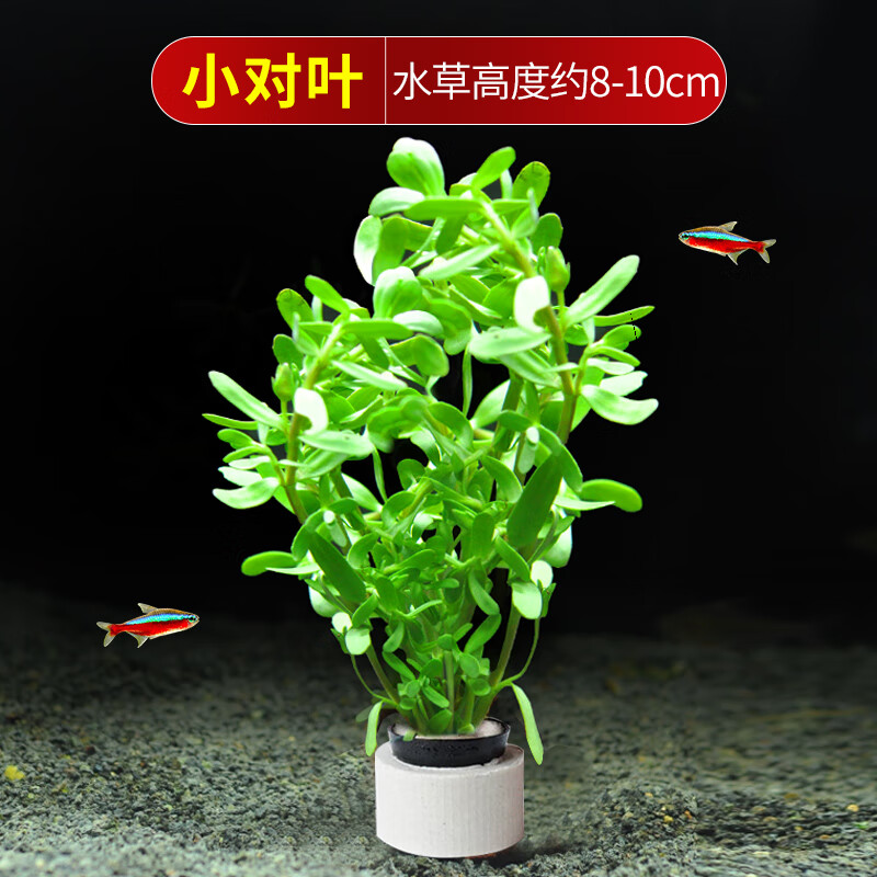 植物鱼缸水草造景活净水真草水榕草缸绿植阴性蜈蚣草鱼草新手 小对叶