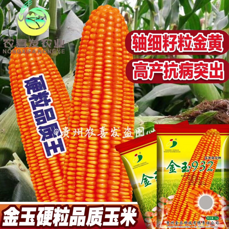 农喜发金玉932高产粮食玉米种子原装玉米种金玉玉米粮食硬粒包谷种
