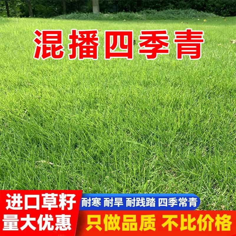 四季青草坪草庭院球场厂区绿化草皮草种子 混播四季青/斤【大面积种】