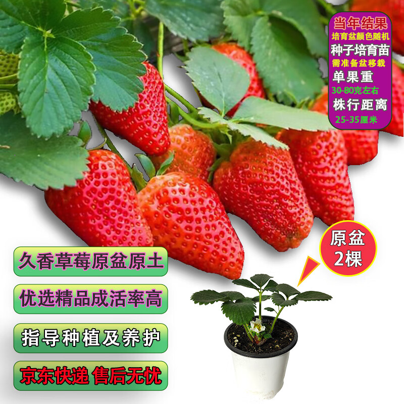 嫣蓝草莓苗9.9元任选1件：久香/奶油品种带盆直发