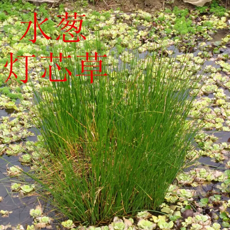 秧草水灯心野席草龙须草水灯草水草 10棵