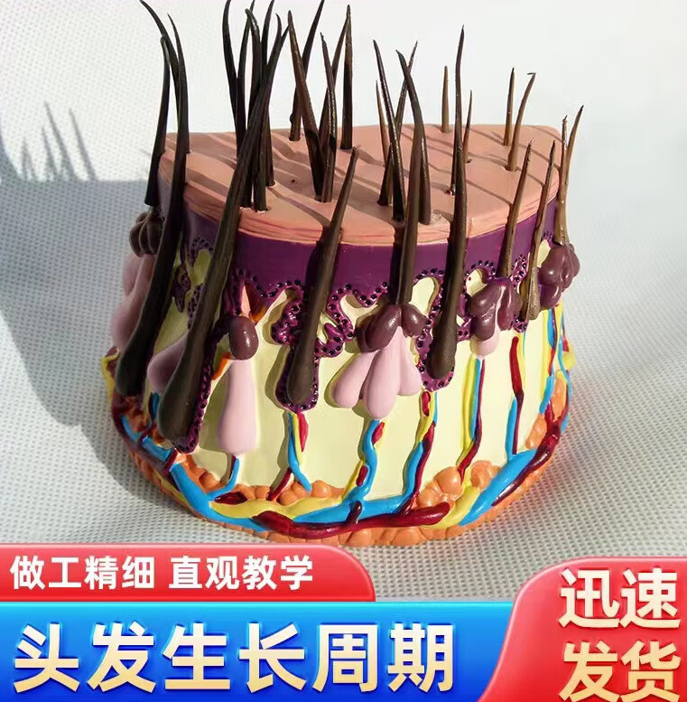 毛发成长过程毛囊放大头发皮肤放大皮肤解剖人体解剖模型