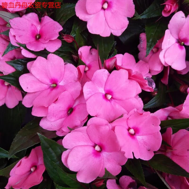 睿格达凤仙花盆栽新几内亚凤仙花苗带花苞四季开花庭院阳台花卉观花植