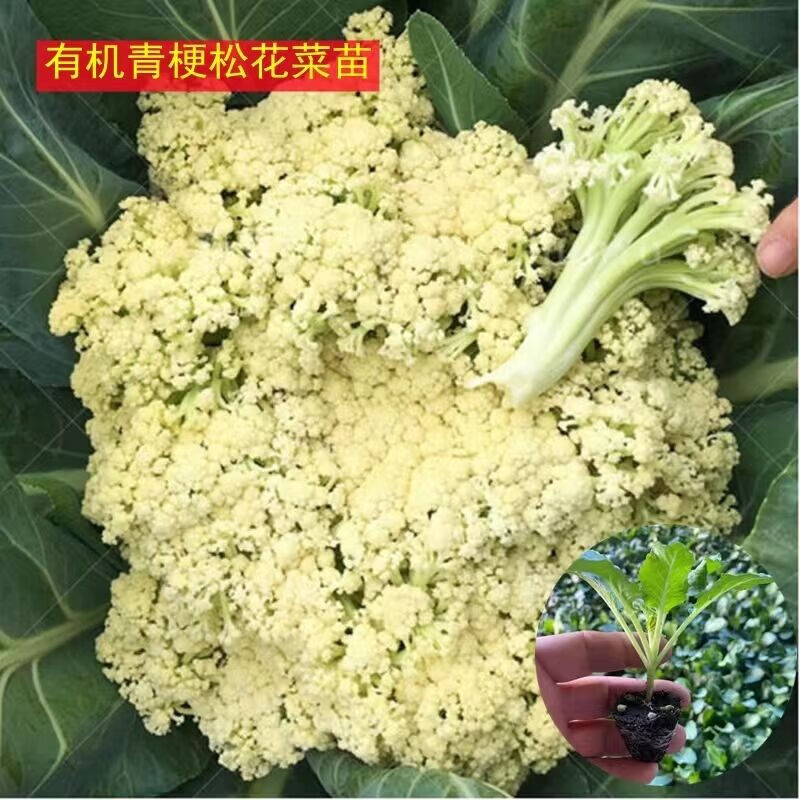 镜之月有机花菜苗秧苗青梗花椰菜松花菜种苗甘蓝苗西兰花苗四季阳台