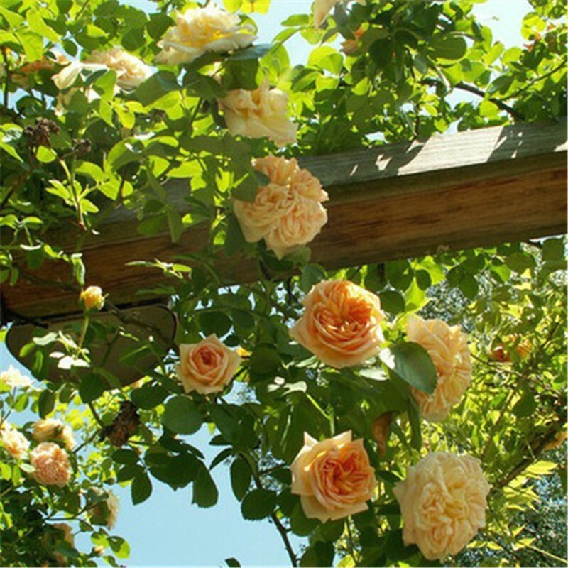 玩冒（WMO）爬藤蔷薇花苗四季开花藤本月季耐寒浓香花卉阳台庭院盆栽大花老桩 绚丽 20年苗长满庭院