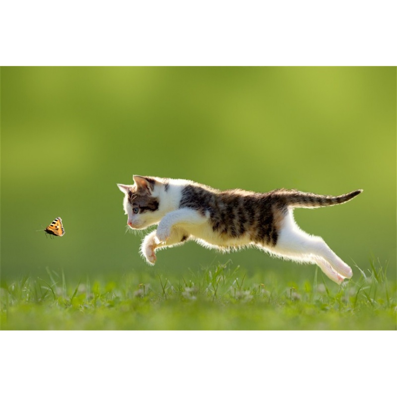 樱桃猫小猫海报猫可爱动物萌宠白猫咪图片宠物店自粘装饰贴画纸 03 80