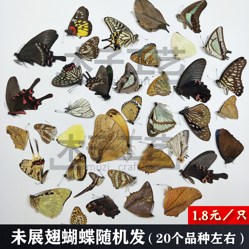昆虫甲虫幼儿园教具教学收藏 未展翅-蝴蝶随机/只 可配20种左右品种