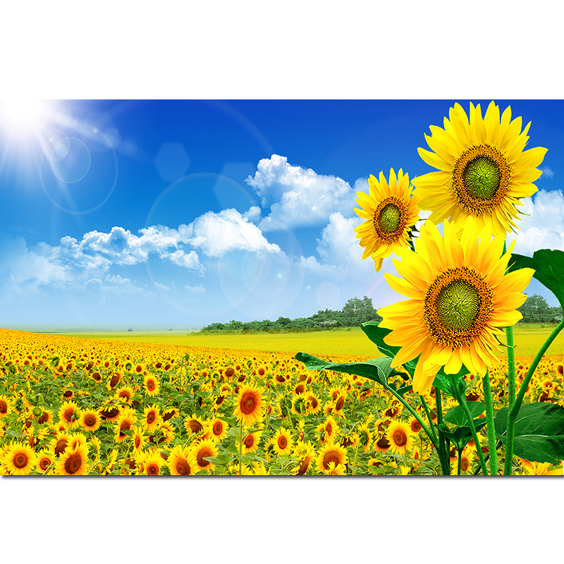 向日葵蓝天白云太阳花卉草地田园装饰画自然风景画卧室儿童房挂画