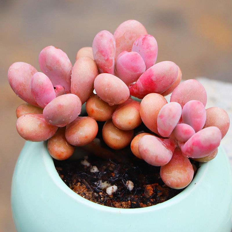 苓芊老桩桃蛋大颗多肉植物肉肉超萌肉群生多头 小颗3头桃蛋 裸根不