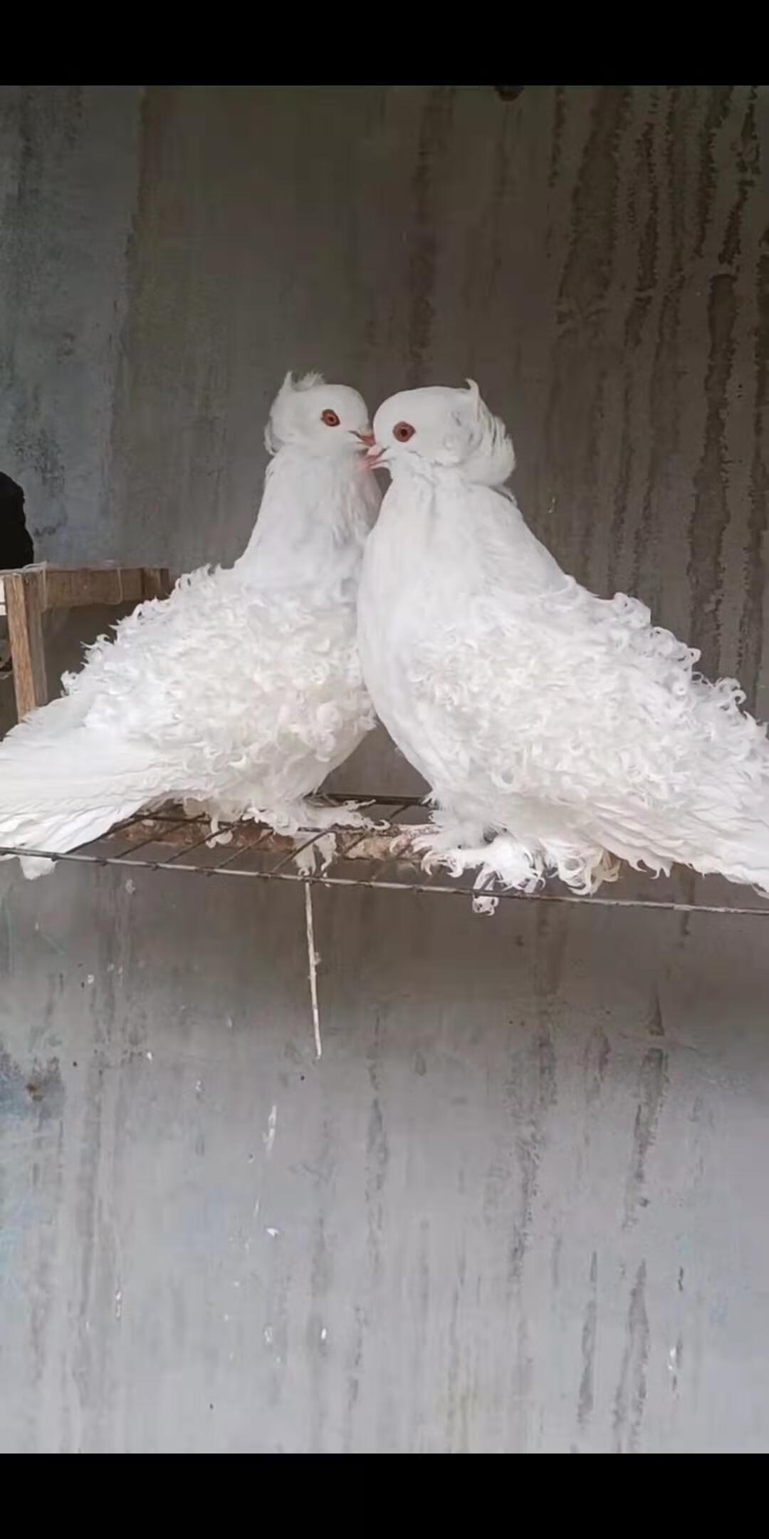 仟芸【芙蓉鸽】观赏鸽白色芙蓉鸽子种鸽活体一对毛腿马甲芙蓉鸽受精蛋