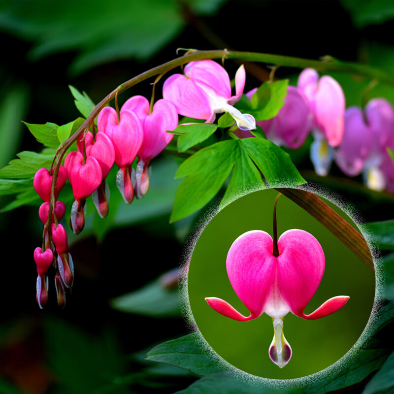 花如嫣菏泽花苗盆栽室内庭院阳台荷包牡丹花多年生耐寒草本带芽种植玲