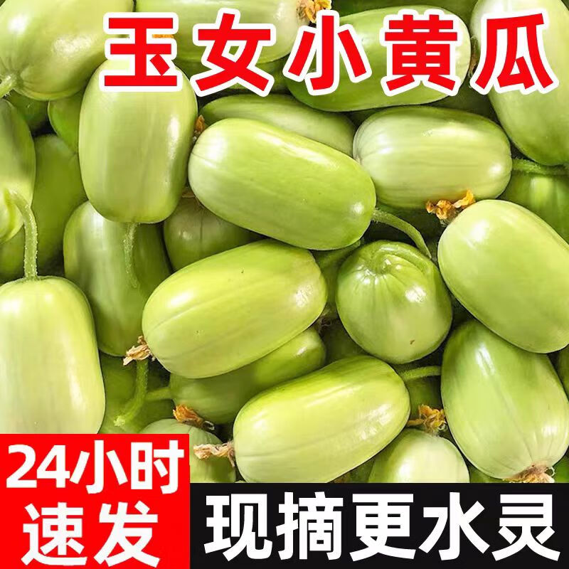 农大姐妹拇指黄瓜 玉女瓜  金童玉女小黄瓜 白玉黄瓜 水果黄瓜 新鲜小青瓜 现摘玉女瓜5斤