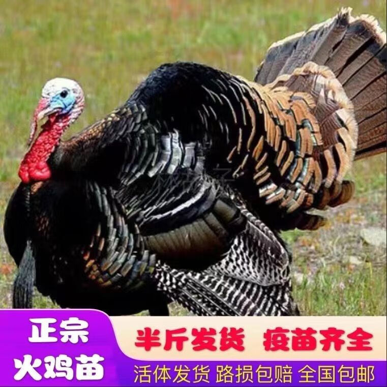 火鸡苗火鸡活苗大体巨型尼古拉700系青铜半大火鸡苗好养出壳苗