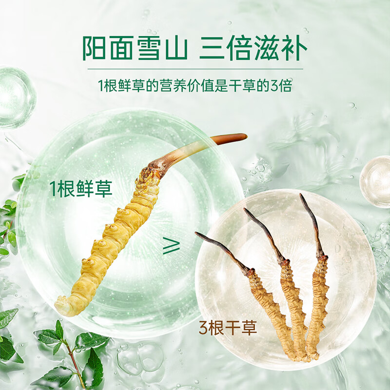 藏汐堂【2026年头茬鲜草】新鲜冬虫夏草 头期鲜虫草 滋补营养品 0.6克/条 15条*1盒