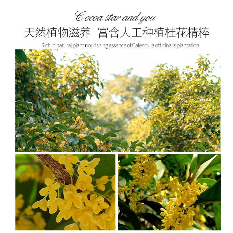 KOOGIS桂花香皂桂花精油皂潔面洗澡二合一持久留香清潔控油手工皂精油皂 熱銷組合:贈起泡網(wǎng)[買1送1]2