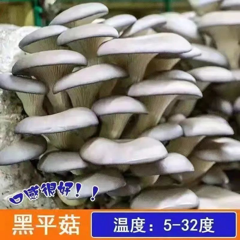 【参喜】家庭蘑菇菌包食用菌室内蘑菇种植菌棒种子菌种菌菇包 黑平菇(发三包)四季种植店长 【出菇6次左右】说明