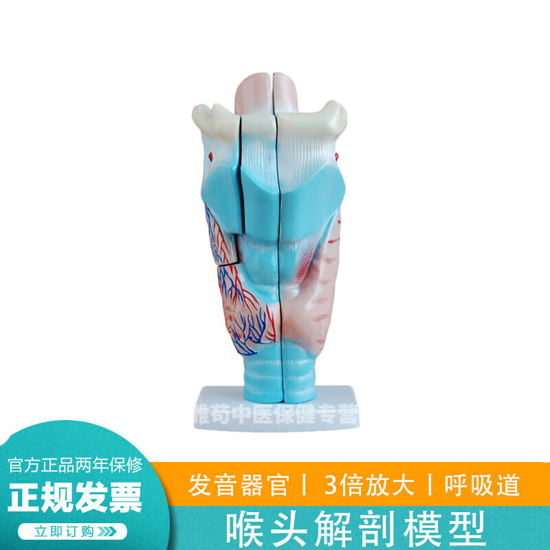 xc301喉头解剖模型会厌软骨运动呼吸道发音气管人体解剖结构教学 yx
