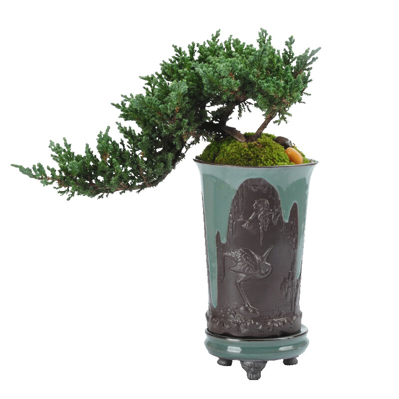 花姬 新西兰珍珠柏盆景好养柏树地柏造型真柏易养植物室内松柏常青