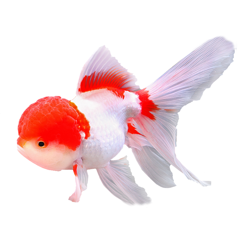 冷水鱼丹顶红狮子头金鱼活体鹤顶红狮头观赏鱼鸿运当头招财鱼 4-5cm