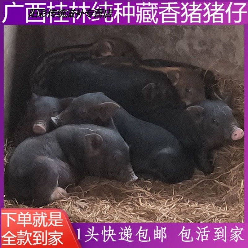 广西藏香猪苗活猪仔纯种黑土猪种苗活体养殖小香猪幼崽母一对猪苗