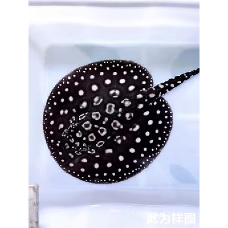 梦茜儿(mexemina)皇冠魟鱼黑白活体米克斯缸鱼黑帝珍珠鱼大小鱼苗观赏