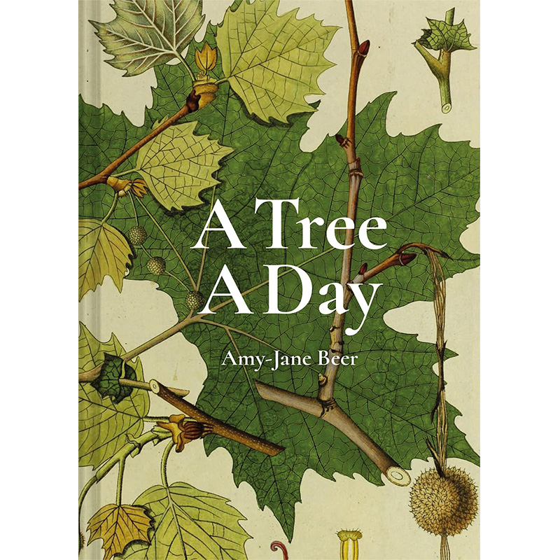 【预售】a tree a day 天树 英文原版图书籍进口正版 amy-jane beer