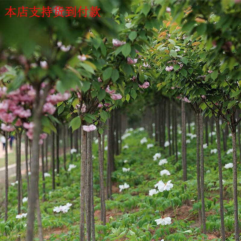 樱花苗树苗盆栽盆景嫁接庭院别墅苗木四季种当年开花重瓣花卉 树茎粗