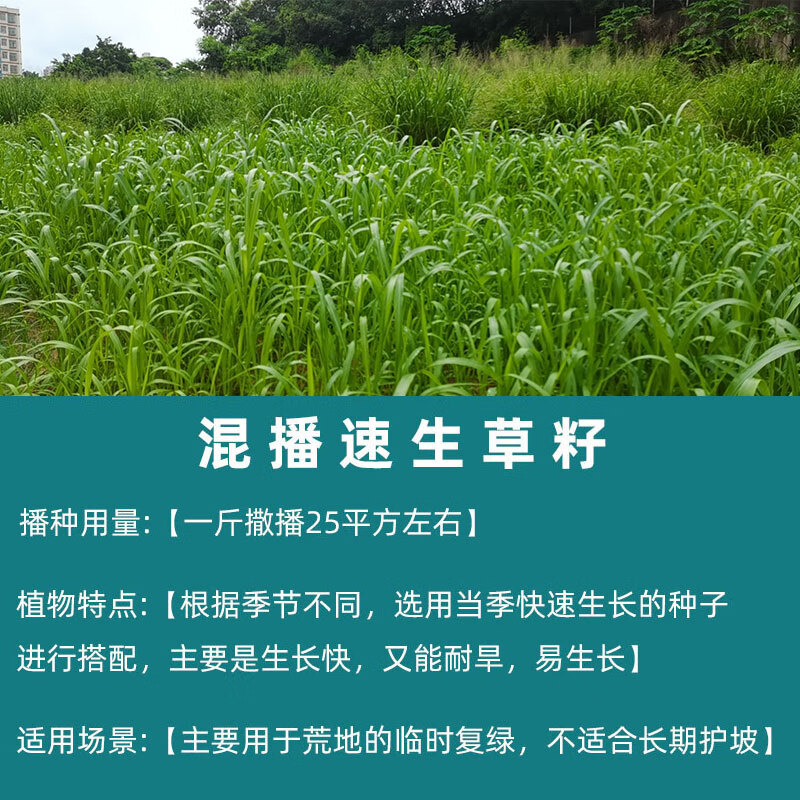元冬草坪种子固土护坡草籽边坡绿化四季常青耐旱耐寒高羊茅黑麦草净籽