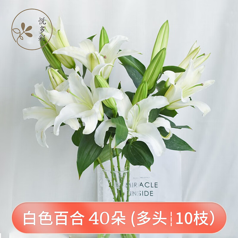 办公室各色生活鲜花 昆明基地 现采直发 白色百合花40朵(多头10枝)
