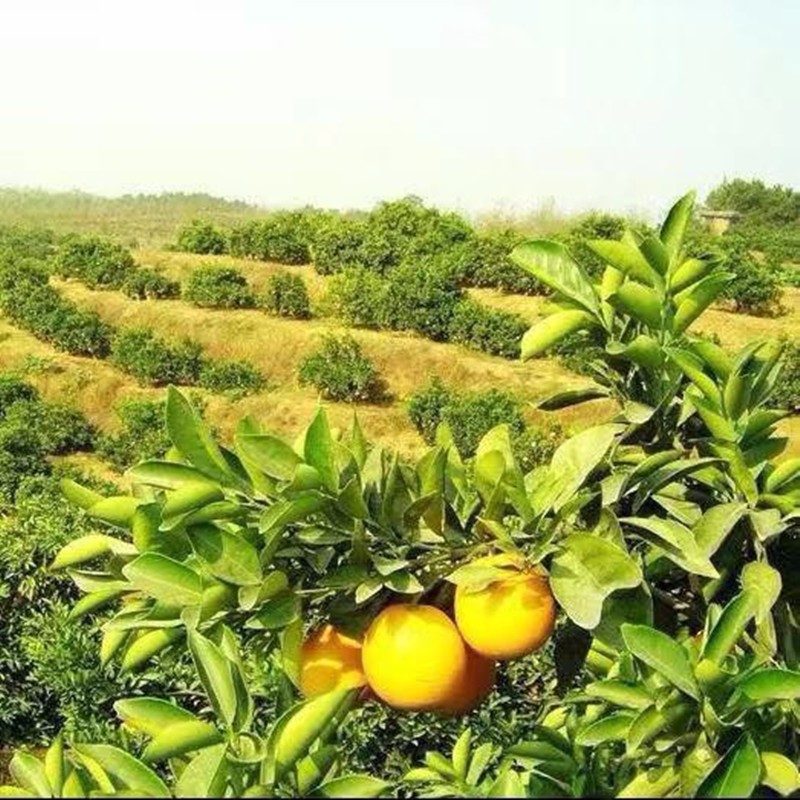 逮果重庆奉节脐橙纽荷尔橙子新鲜孕妇水果生鲜甜橙冰糖橙子礼盒装 奉节脐橙10斤礼盒装（75-80）