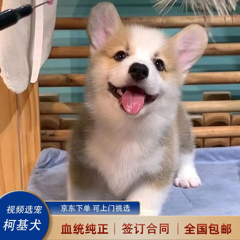 喵然心动 柯基幼犬宠物狗狗活体威尔士双色三色小短腿柯基犬小型宠物