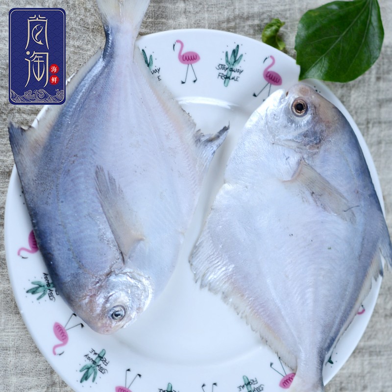 东山岛新鲜小白鲳 鲳鱼银鲳鱼肉嫩少刺叁时鲜海鲜水产鱼类 500g