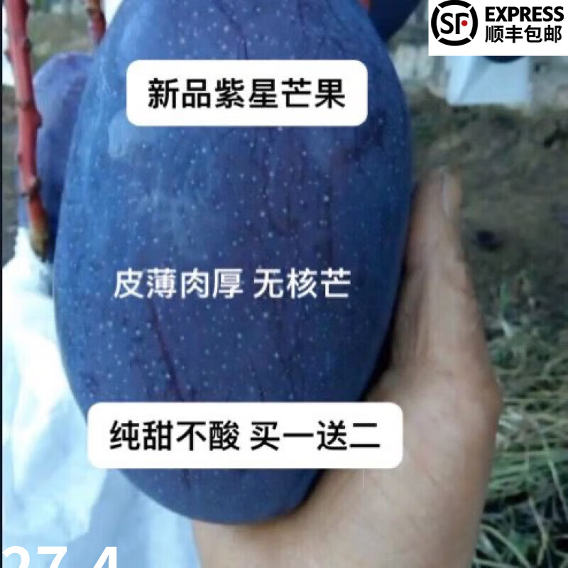 姒桀新紫星芒果苗矮化嫁接苗盆栽地栽耐寒芒果树南北种植四季当年结果