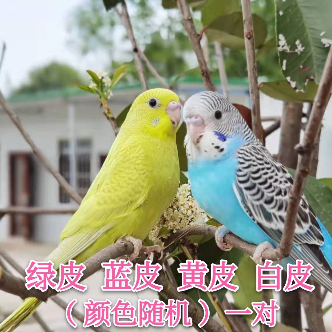 虎皮鹦鹉活体宠物鸟鸟活体说话鹦鹉虎皮鹦鹉学舌鸟手玩鸟观赏鸟 虎皮