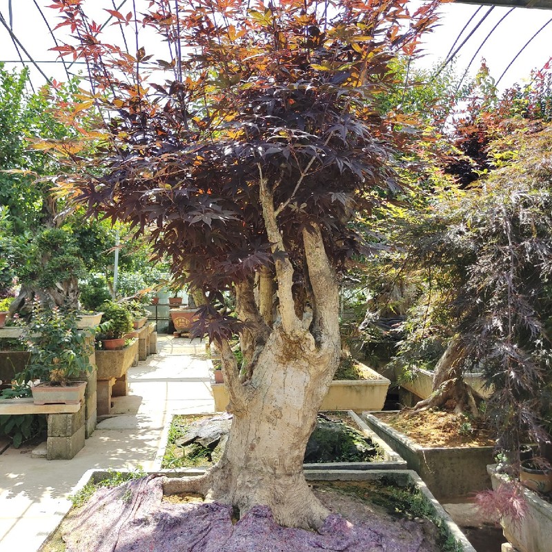 实物大型红枫盆景树桩中国三季红红枫盆景老桩别墅庭院种植摆放