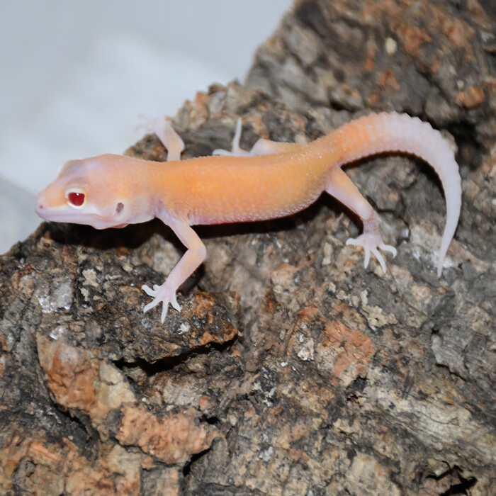 豹纹守宫幼成体柠檬霜肥尾爬虫新手入门级网红懒人可爱异宠物蜥蜴