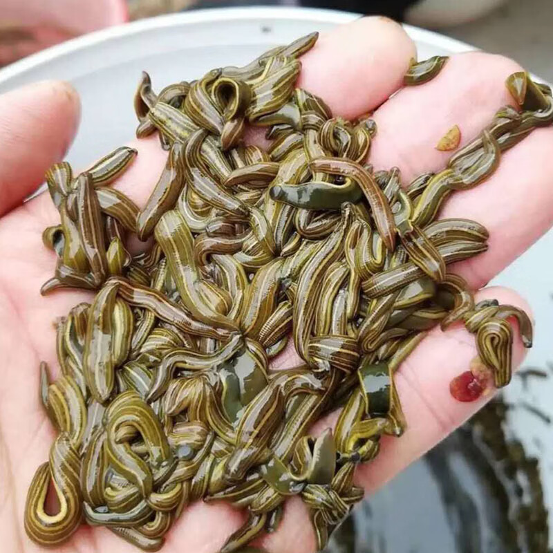 日本医蛭蚂蟥活体活水蛭吸血蚂蝗包活水蛭素可钓鱼活饵鱼饵 小号伸长4