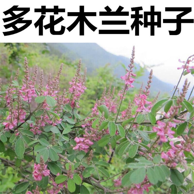 花乡古韵灌木种子紫穗槐刺槐猪屎豆多花木兰银合欢公路绿化护坡籽花乡