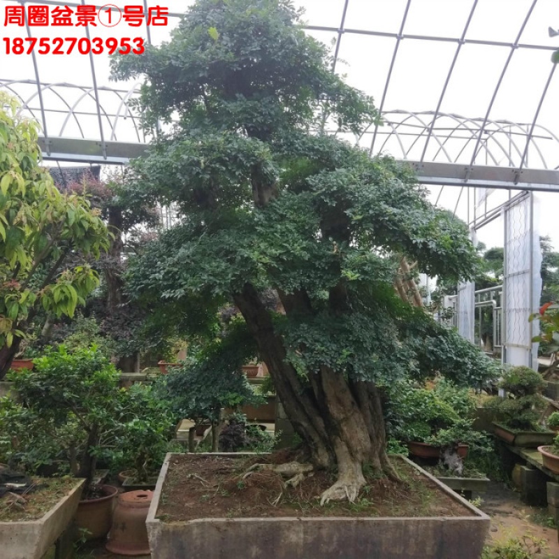 实拍大型对节白蜡盆景树桩耐寒庭院植物 大型对节白蜡庭院树桩 含盆