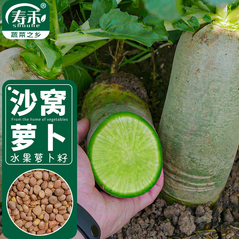 寿禾沙窝萝卜种子水果青罗卜蔬菜种籽 种先行正宗沙窝萝卜种子15g×3