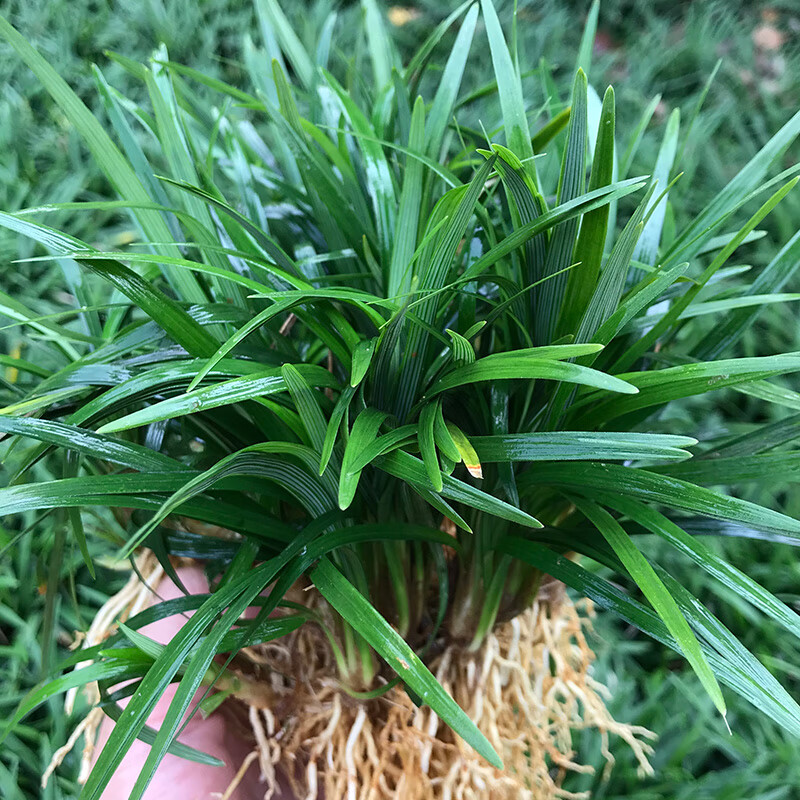 花乡邻里玉龙草耐阴草坪苗中叶细叶麦冬草免修剪日本矮麦冬草庭院矮生