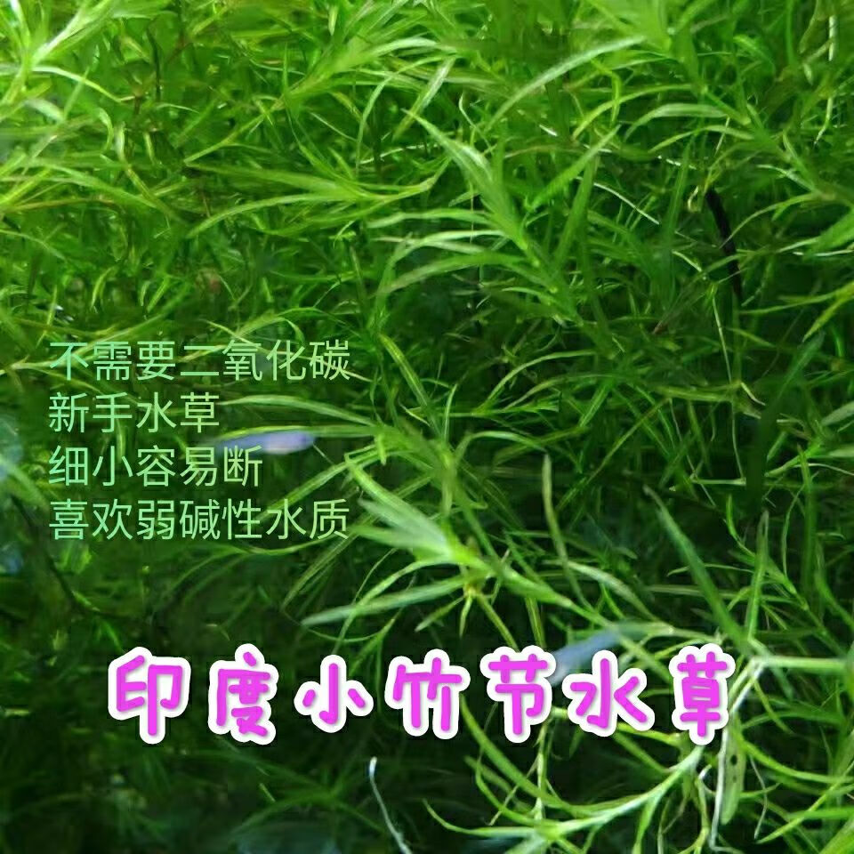 鱼缸养鱼增氧造景印度小竹节特价生长快 15支10-15厘米 竹节草