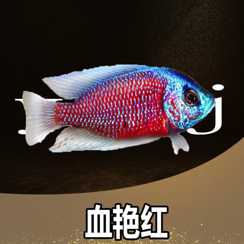 三湖鲷鱼观赏鱼1慈鲷马鲷坦鲷非洲王子热带观赏鱼好养体耐养新手 血艳