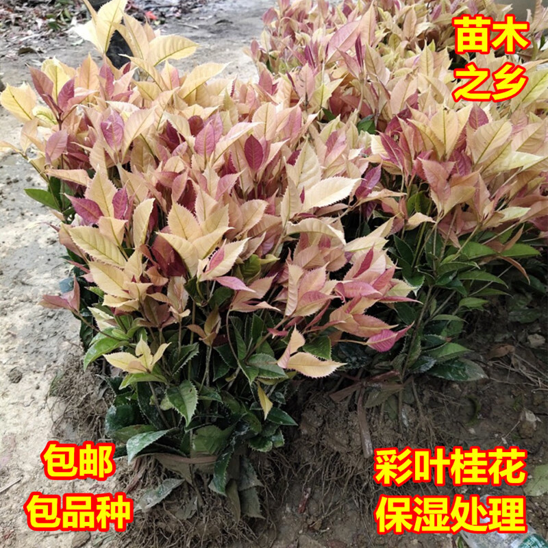 醉春木珍珠彩叶桂桂花树苗五彩桂金桂丹桂彩叶四季桂小苗桂树庭院