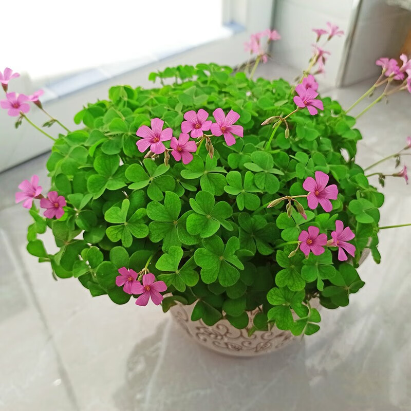 草种子种球紫叶酢浆草种根三叶草室内外盆栽植物 红花酢浆草种球10个