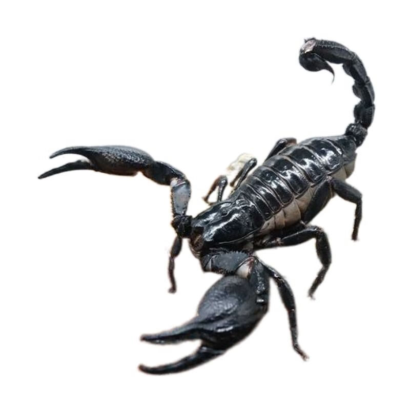 蝎子爬宠学生版网红昆虫宠物全套新手套餐 6-8cm雨林蝎1只(不分公母)